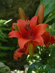 Preview wallpaper lily, flower, stamen, green, blur, flowerbed