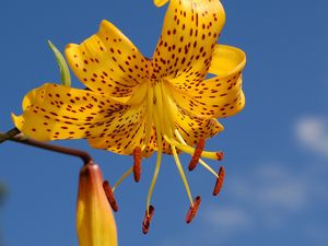 Preview wallpaper lily, flower, stamen, sky, background, petals, stains