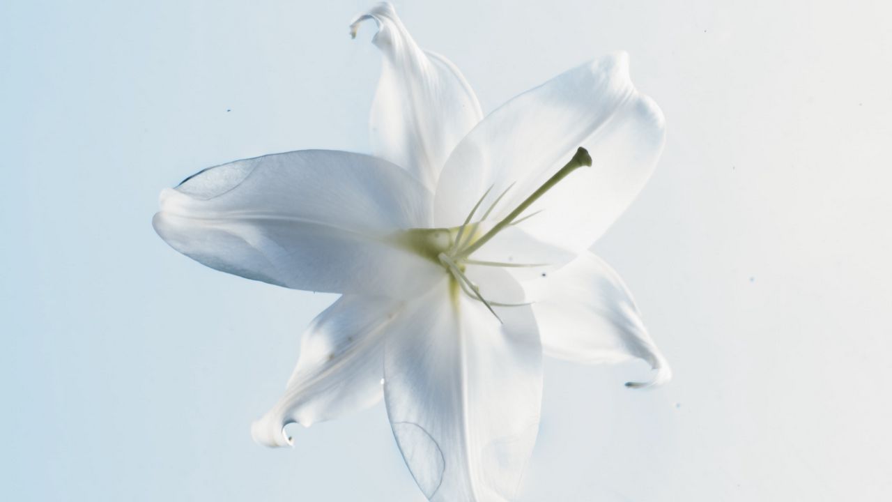 Wallpaper lily, flower, water, white