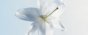 Preview wallpaper lily, flower, water, white