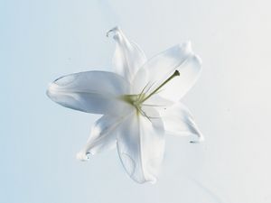 Preview wallpaper lily, flower, water, white