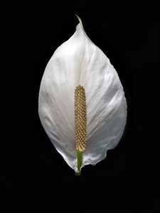 Preview wallpaper lily, flower, white, minimalism