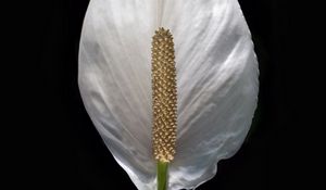 Preview wallpaper lily, flower, white, minimalism