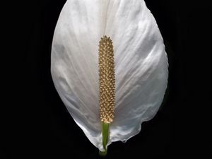 Preview wallpaper lily, flower, white, minimalism