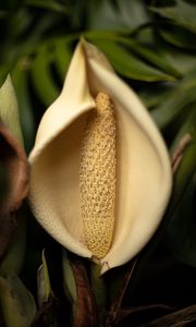 Preview wallpaper lily, flower, white, macro, closeup