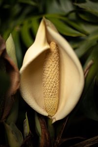 Preview wallpaper lily, flower, white, macro, closeup