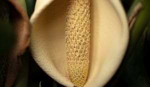 Preview wallpaper lily, flower, white, macro, closeup