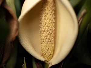 Preview wallpaper lily, flower, white, macro, closeup