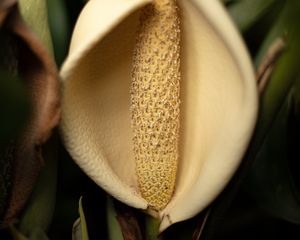 Preview wallpaper lily, flower, white, macro, closeup