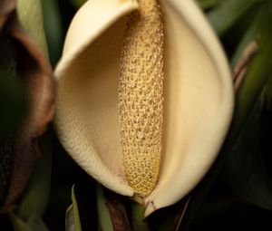 Preview wallpaper lily, flower, white, macro, closeup