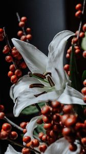 Preview wallpaper lily, flower, white, berry, plant