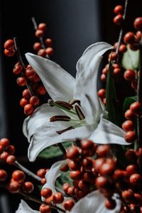 Preview wallpaper lily, flower, white, berry, plant
