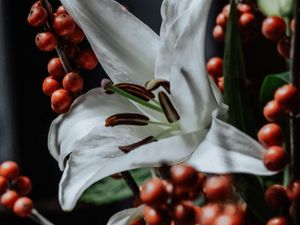 Preview wallpaper lily, flower, white, berry, plant