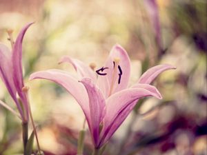 Preview wallpaper lily, flower, white, pink