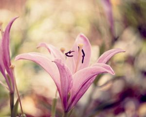 Preview wallpaper lily, flower, white, pink