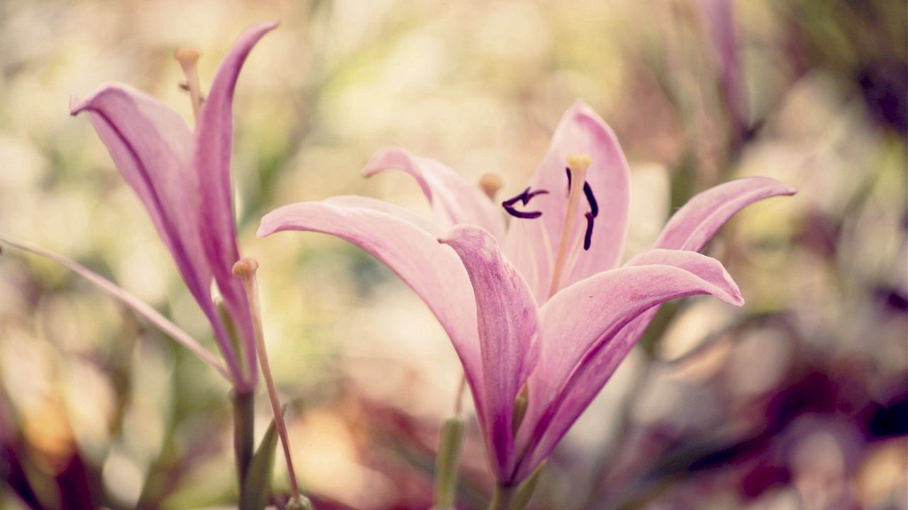 Wallpaper lily, flower, white, pink hd, picture, image