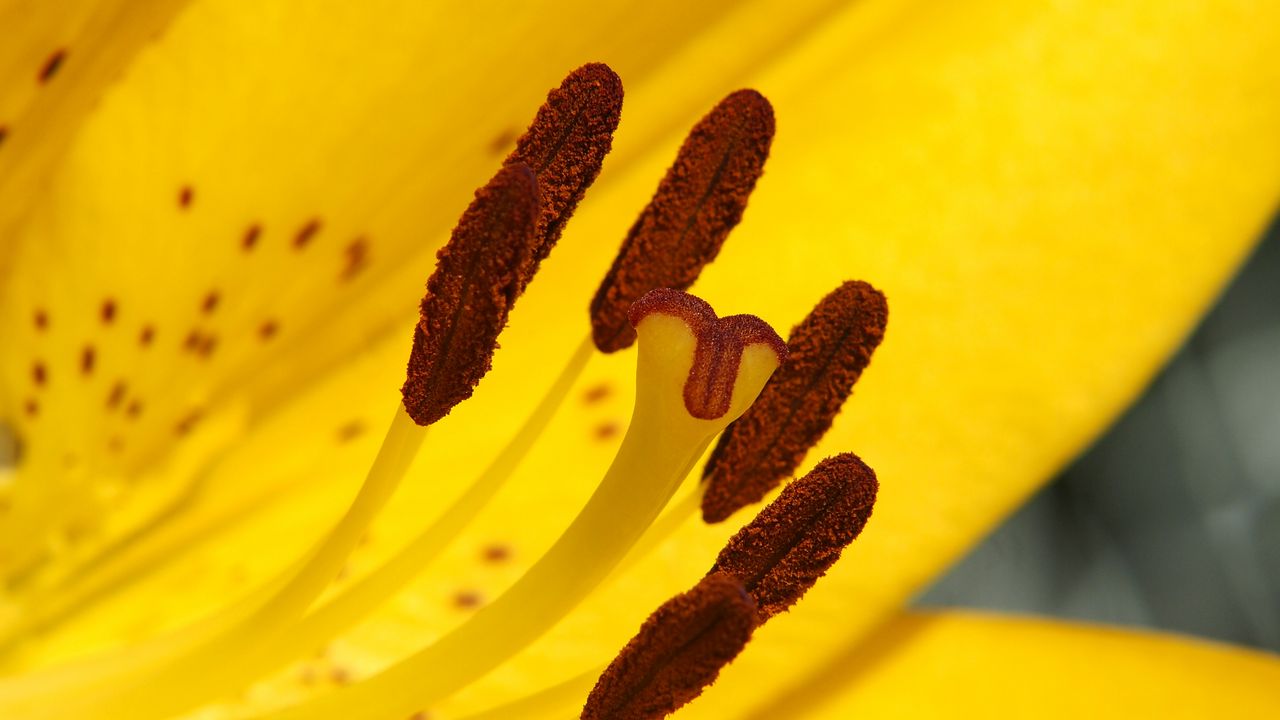 Wallpaper lily, flower, yellow, stamens, pollen