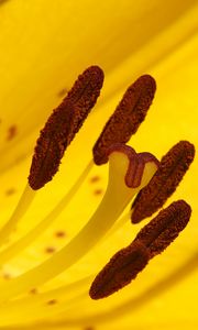 Preview wallpaper lily, flower, yellow, stamens, pollen