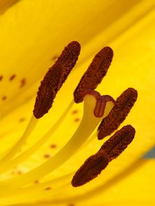 Preview wallpaper lily, flower, yellow, stamens, pollen