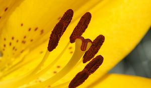 Preview wallpaper lily, flower, yellow, stamens, pollen