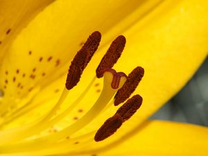 Preview wallpaper lily, flower, yellow, stamens, pollen