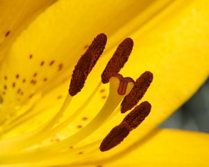 Preview wallpaper lily, flower, yellow, stamens, pollen