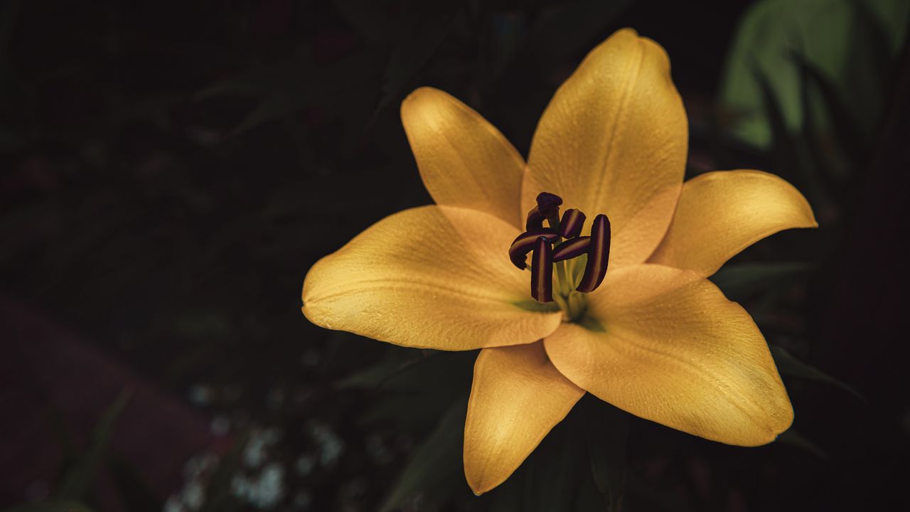 Wallpaper lily, flower, yellow, bloom, closeup