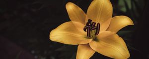 Preview wallpaper lily, flower, yellow, bloom, closeup