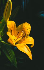 Preview wallpaper lily, flower, yellow, wet, drops