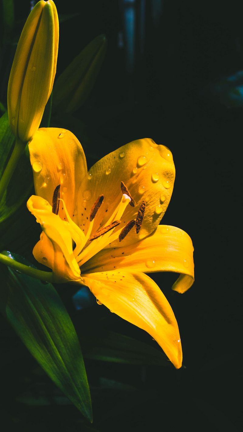 800x1420 Wallpaper lily, flower, yellow, wet, drops