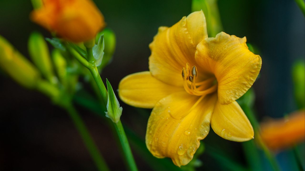 Wallpaper lily, flower, yellow, petals