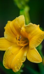 Preview wallpaper lily, flower, yellow, petals