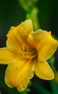 Preview wallpaper lily, flower, yellow, petals