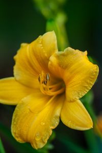 Preview wallpaper lily, flower, yellow, petals