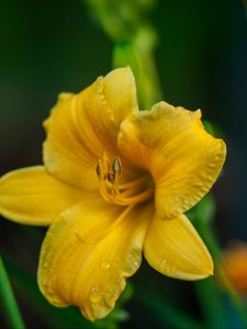 Preview wallpaper lily, flower, yellow, petals