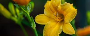 Preview wallpaper lily, flower, yellow, petals