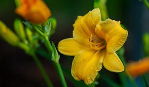 Preview wallpaper lily, flower, yellow, petals