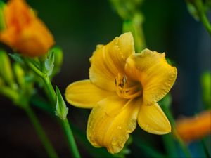 Preview wallpaper lily, flower, yellow, petals