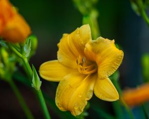 Preview wallpaper lily, flower, yellow, petals