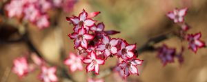 Preview wallpaper lily, flowers, blur, red, white