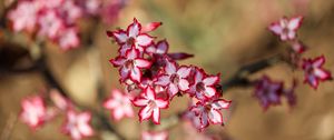 Preview wallpaper lily, flowers, blur, red, white