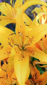Preview wallpaper lily, flowers, bud, stamens