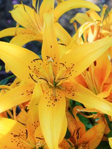 Preview wallpaper lily, flowers, bud, stamens