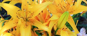 Preview wallpaper lily, flowers, bud, stamens