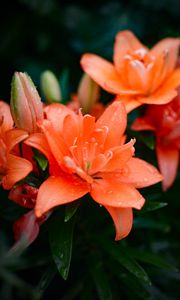 Preview wallpaper lily, flowers, orange, dew