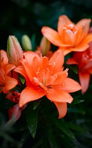 Preview wallpaper lily, flowers, orange, dew
