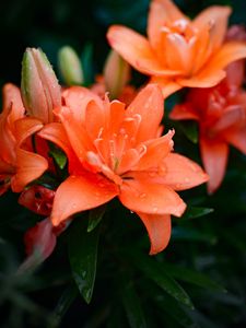 Preview wallpaper lily, flowers, orange, dew