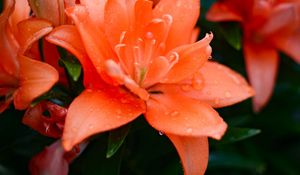 Preview wallpaper lily, flowers, orange, dew