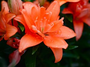 Preview wallpaper lily, flowers, orange, dew