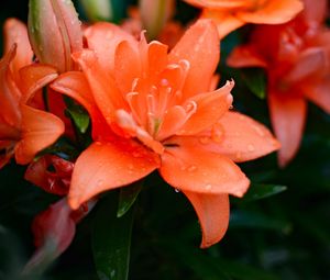 Preview wallpaper lily, flowers, orange, dew